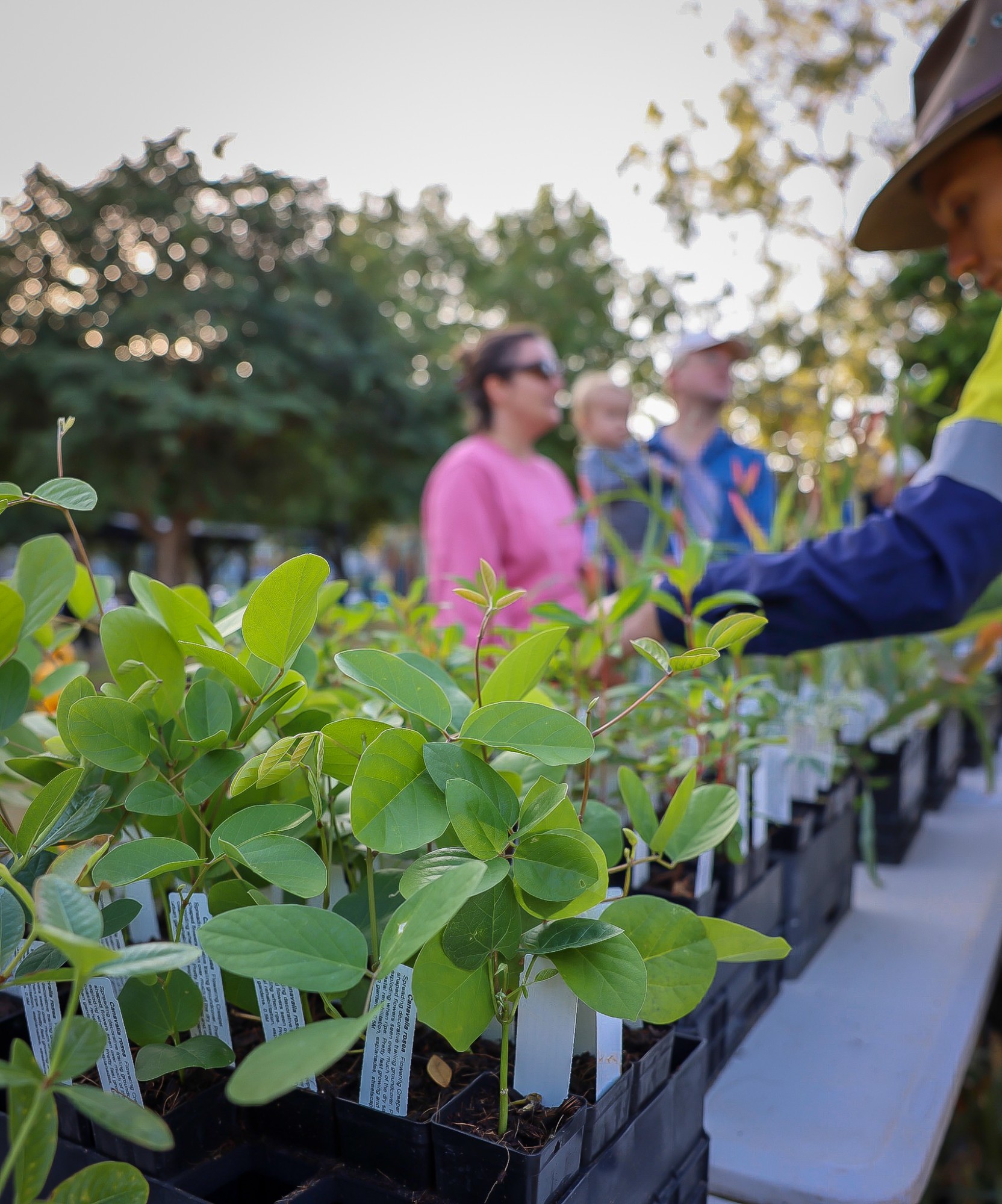 Native plant giveaways return for 2023 City of Darwin Darwin